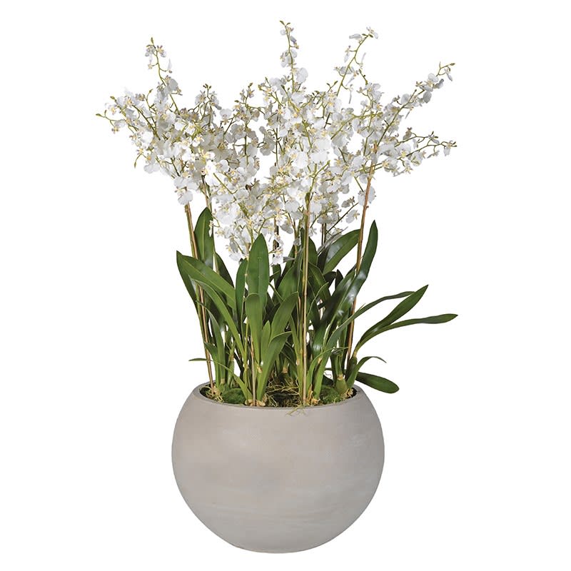 White Dancing Oncidium Orchid Plants in Round Grey Planter