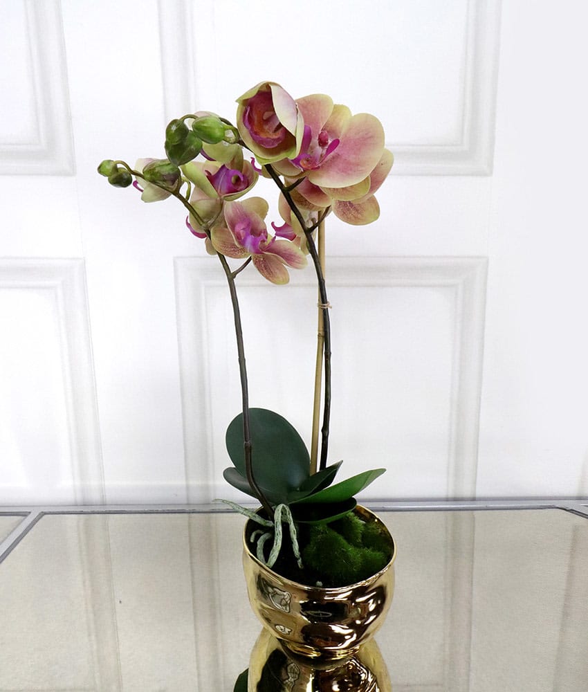 Dusty Pink and Green Orchid Phalaenopsis Plant in Gold Pot