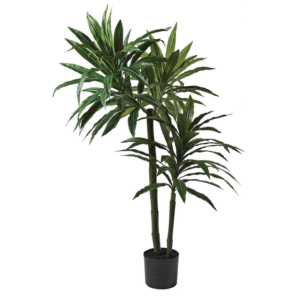5ft Dracaena Plant