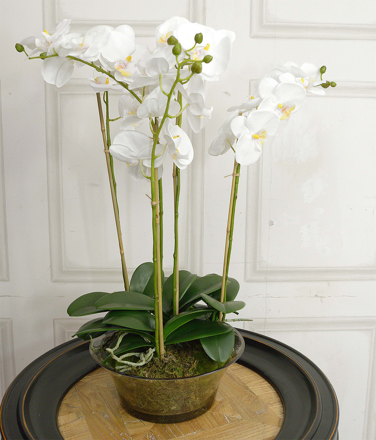 White Orchid Phalaenopsis Plants with Moss in Shallow Glass Bowl