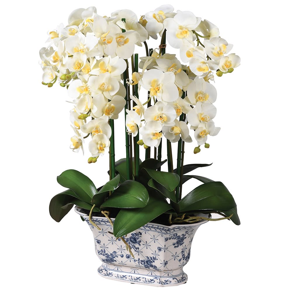 White Phalaenopsis Orchid in Chinoisery Pot