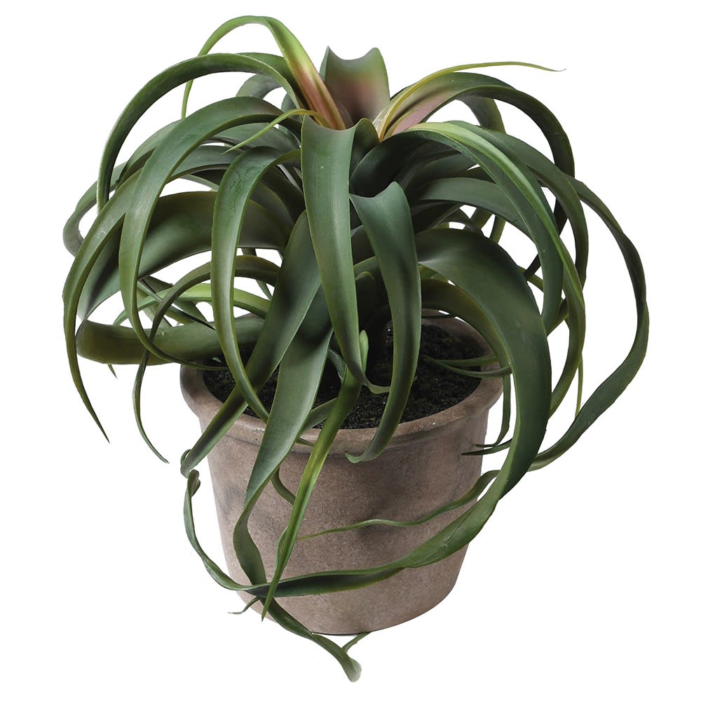 Tillandsia Plant 