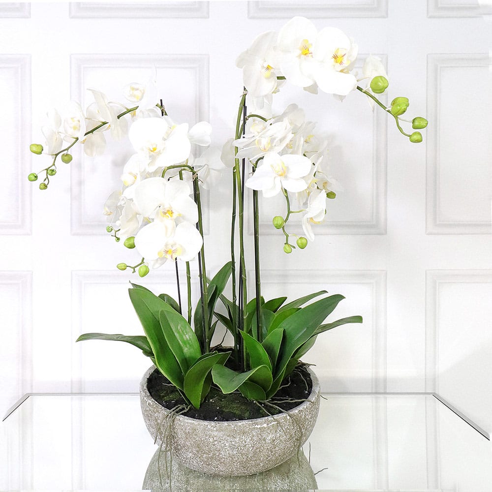 Large White Orchid Phalaenopsis Plants in Stone-Look Bowl