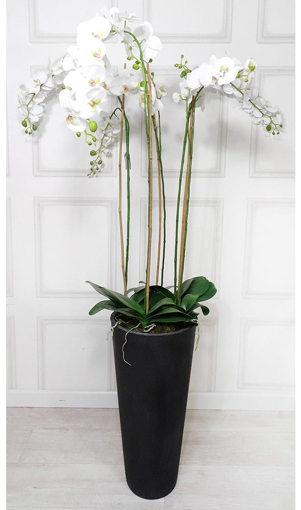 White Orchid Phalaenopsis Large Plants in Dark Grey Tall Planter