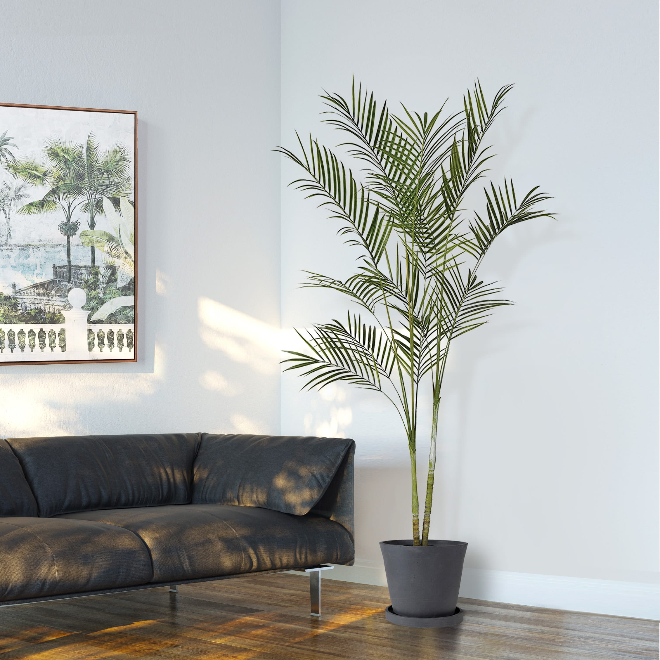 Tall Areca Palm