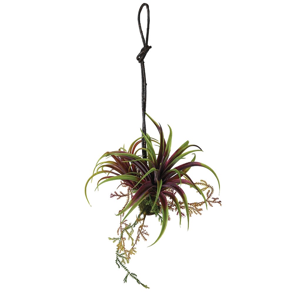 Hanging Mixed Tillandsia Plant