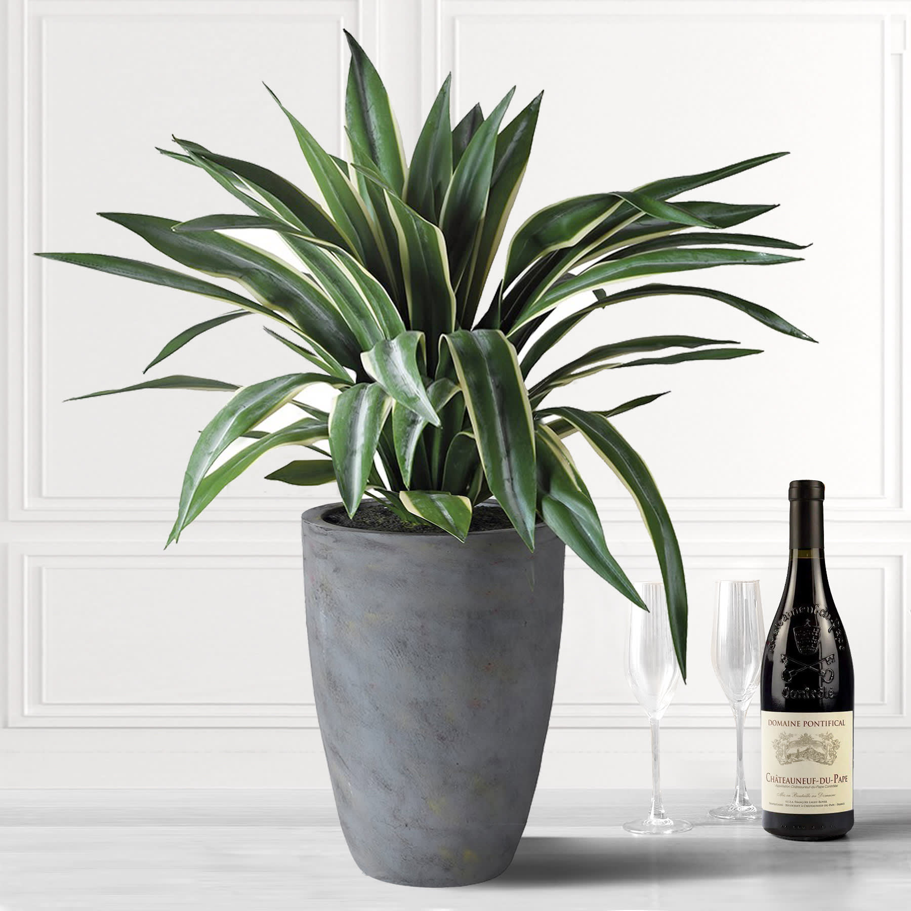 Large Green Spider Plant in Grey Pot