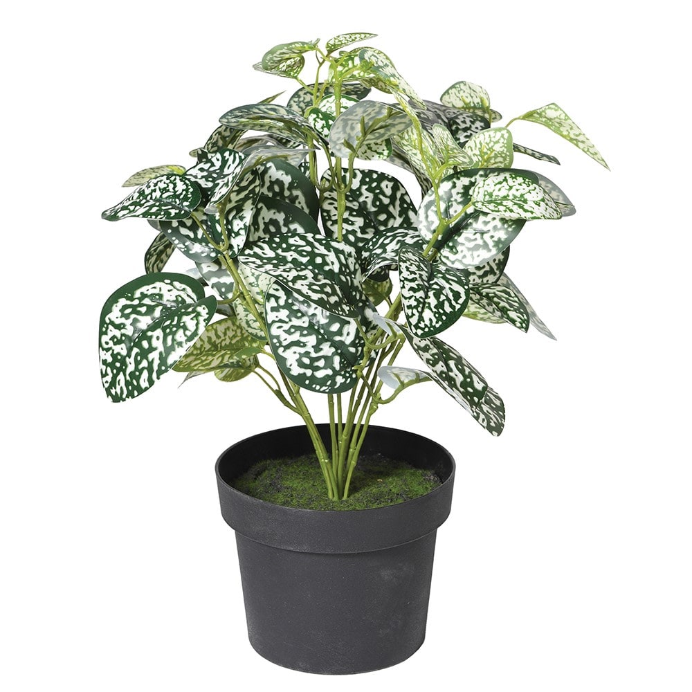 Faux Chinese Evergreen Plant in Black Pot