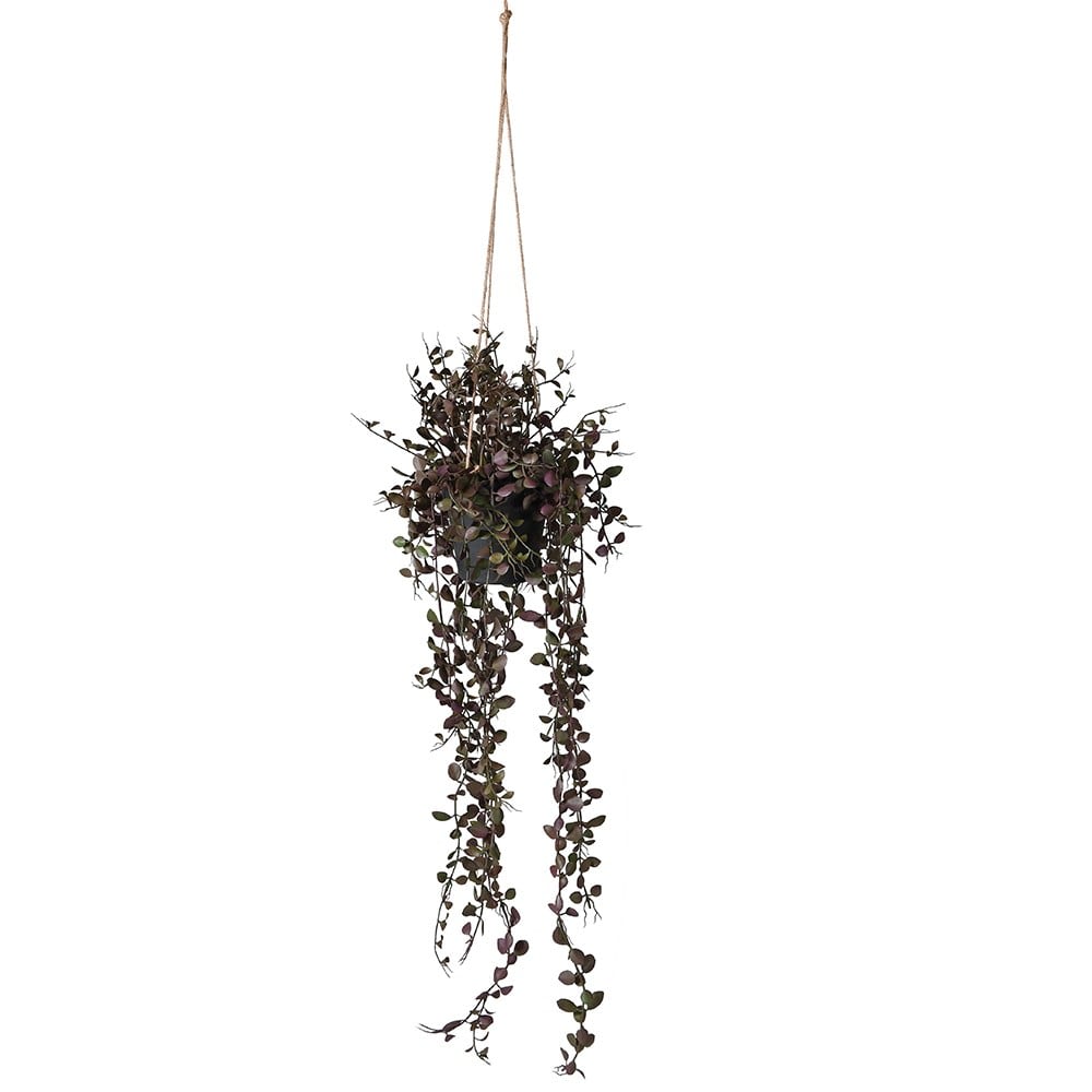 Hanging Dark Dischidia Plant