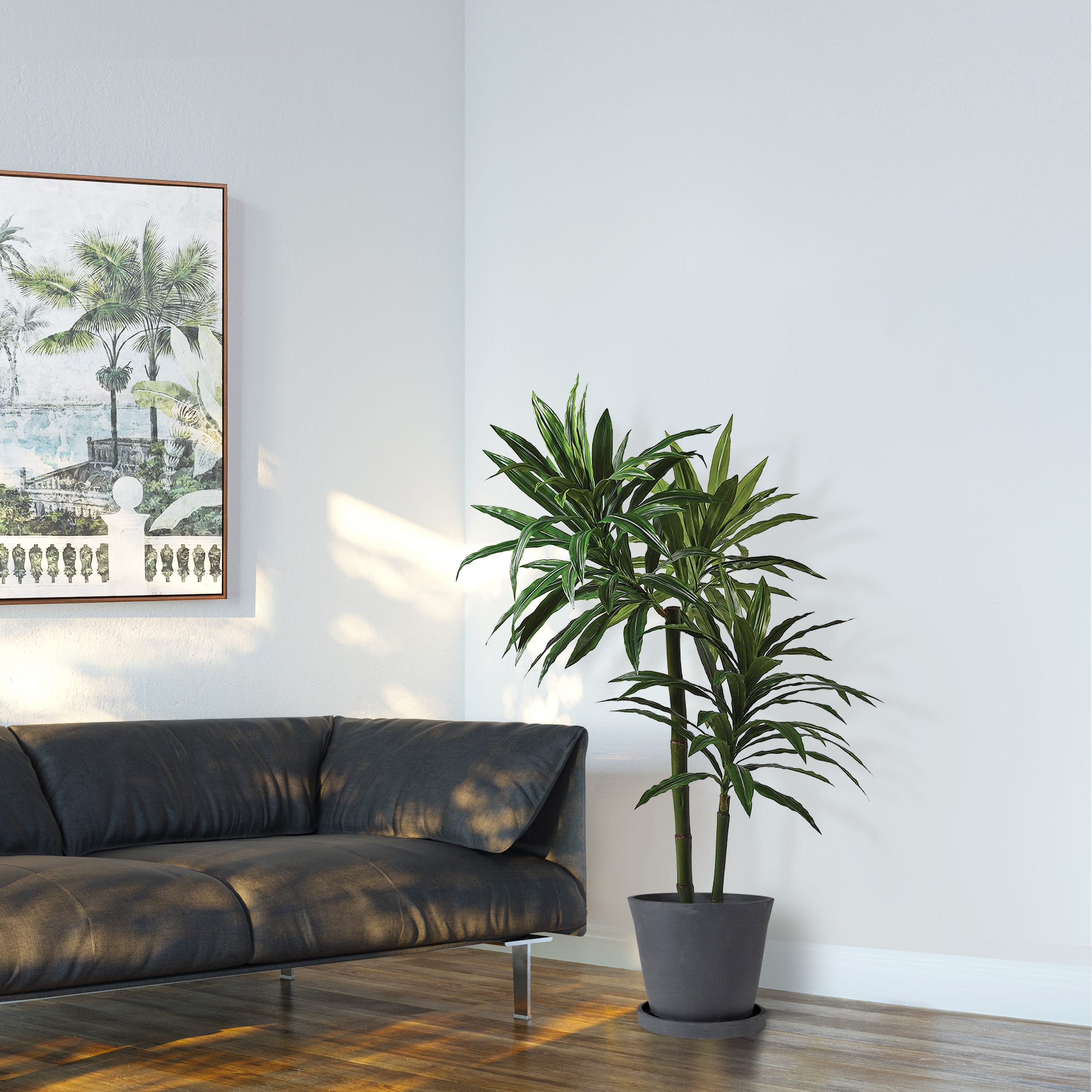 Dracaena Plant