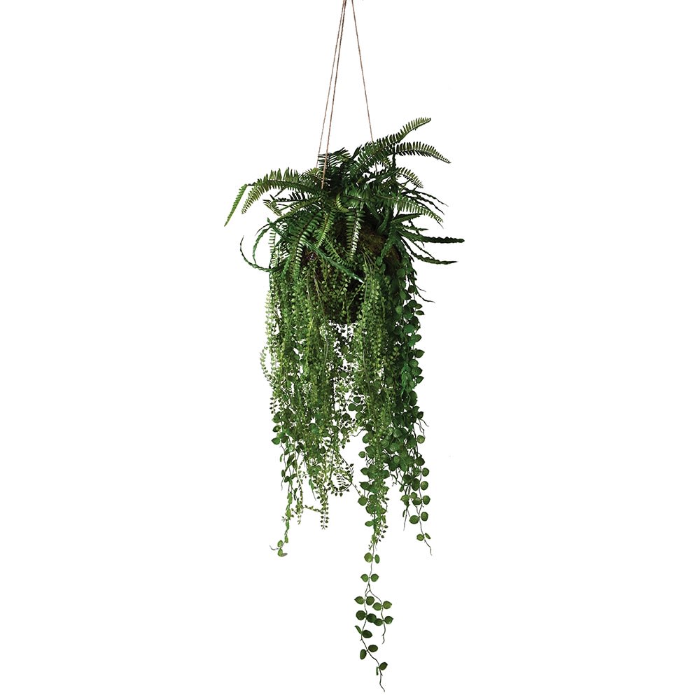 Mixed Fern Hanging Plant
