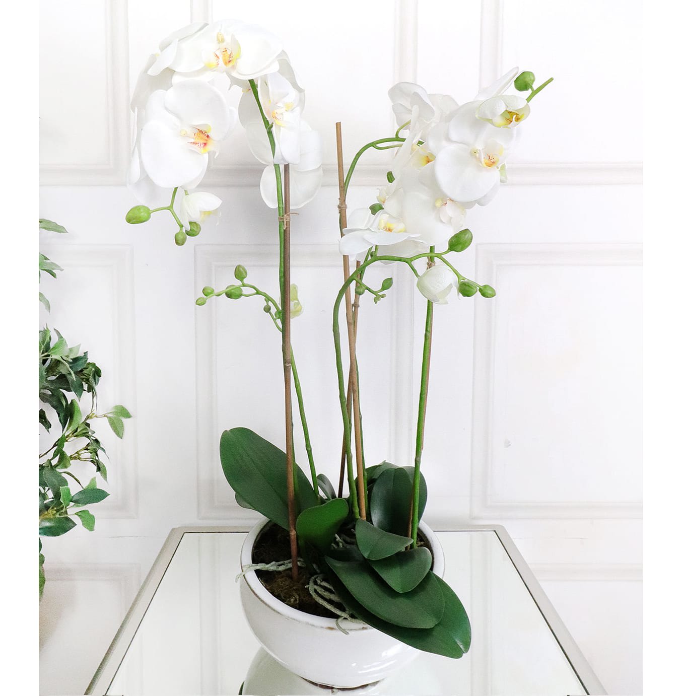 White Orchid Phalaenopsis Plants in White and Cream Glazed Bowl