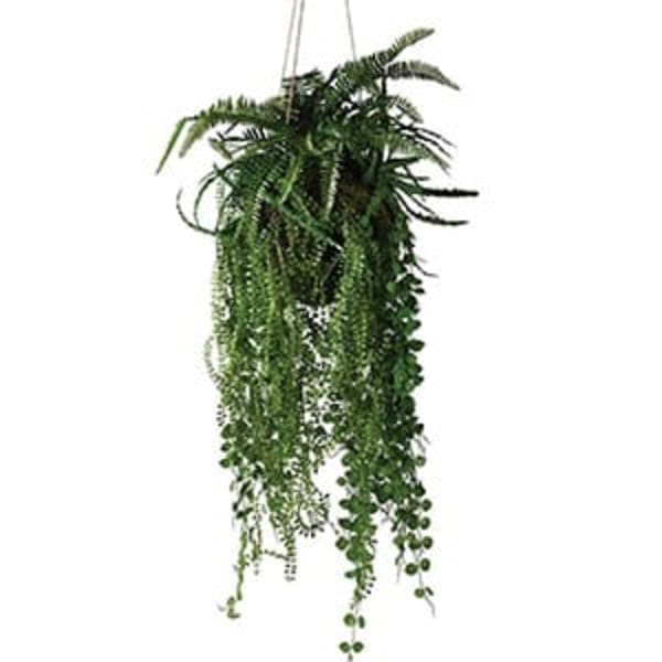 Mixed Fern Hanging Plant