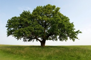 oak-tree