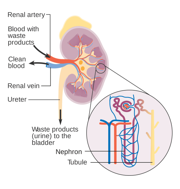 Throughout the long, windy structure of each nephron, minerals and other molecules are reabsorbed into the body, while waste is sent to the bladder for excretion. (Image courtesy of Wikipedia.)