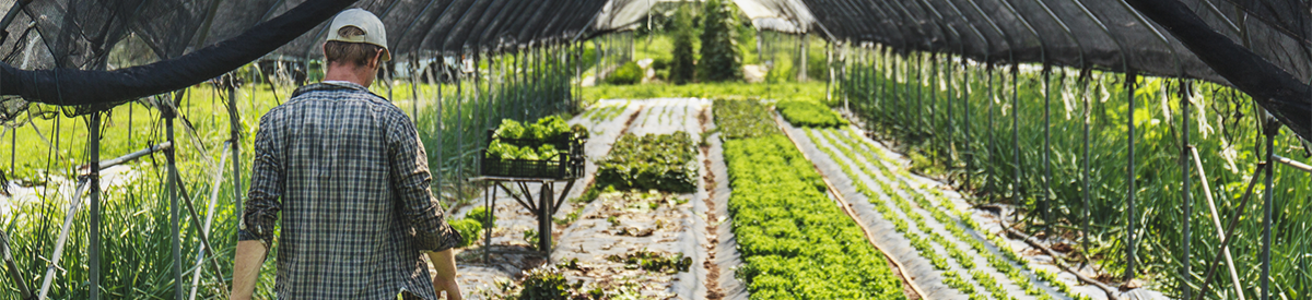 Greenhouse Photo