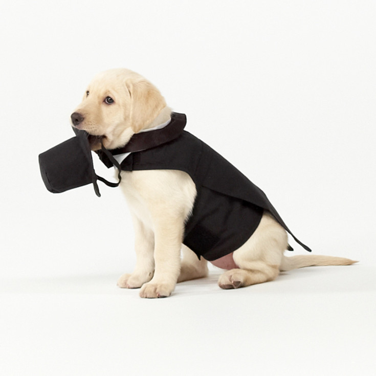 puppy tuxedo wedding tuxedo wedding clothes puppy tuxedo wedding tuxedo wedding clothes