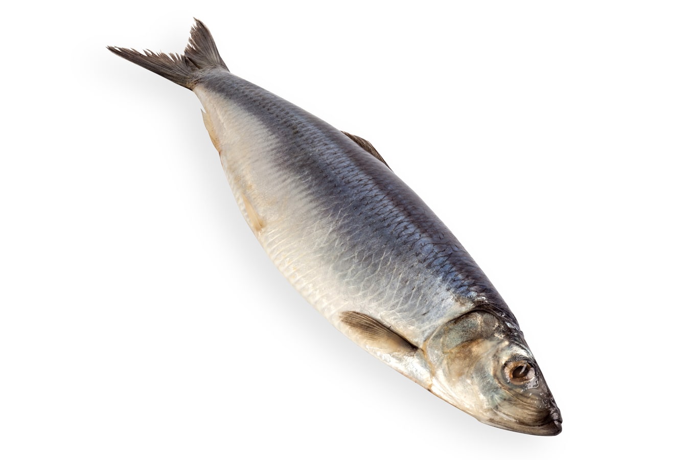 דג מלוח - אריזה 5 ק&rsquo;&rsquo;ג - ברקוד 1532140