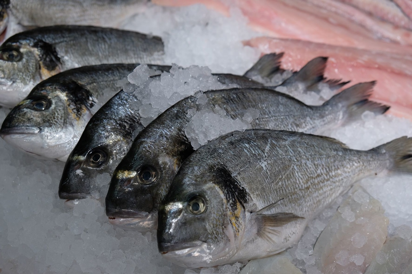 דגים טריים יום יום