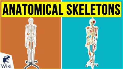 Best Anatomical Skeletons