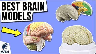 Best Brain Models