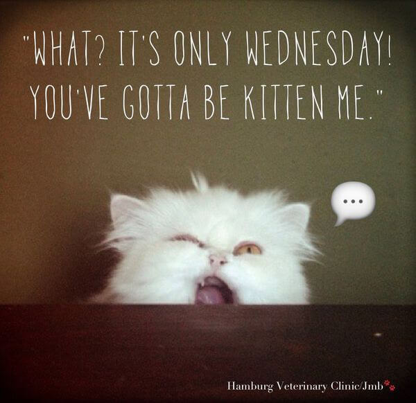 happy wednesday pictures funny