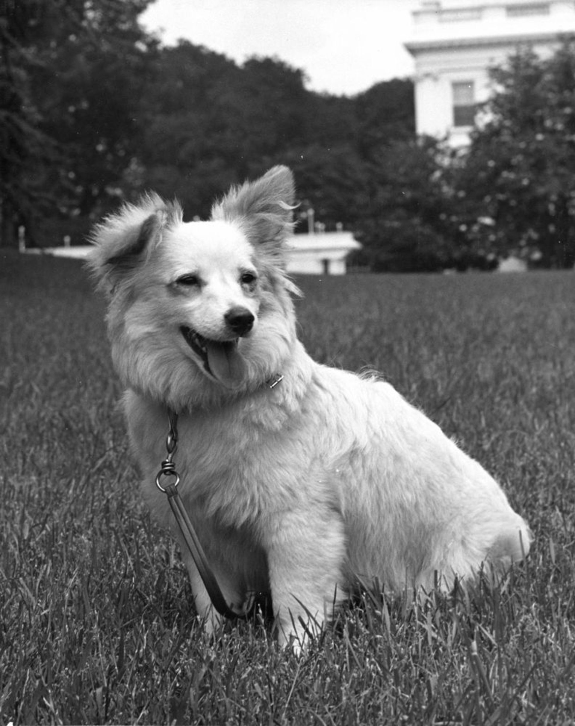 første hund på månen første hund på månen