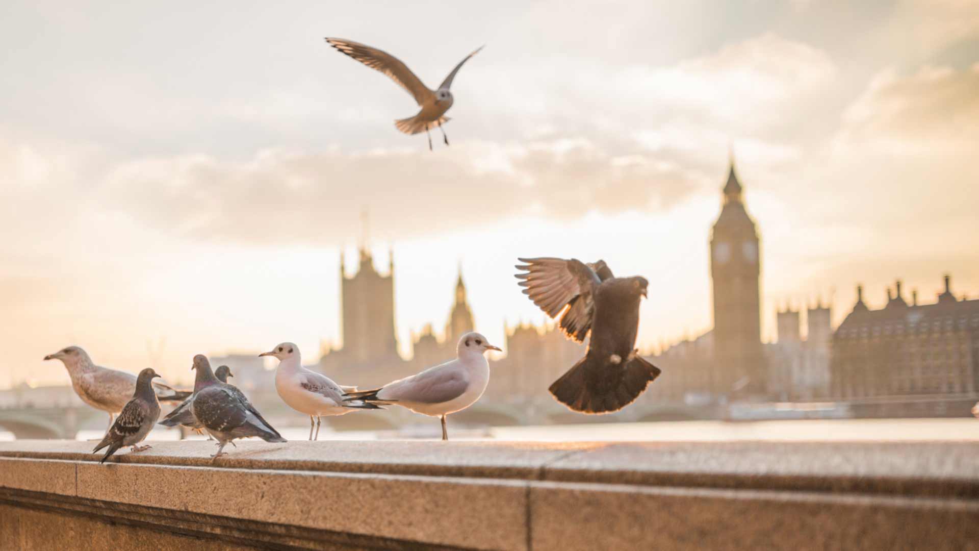 Top 37 FREE UK Business Directories