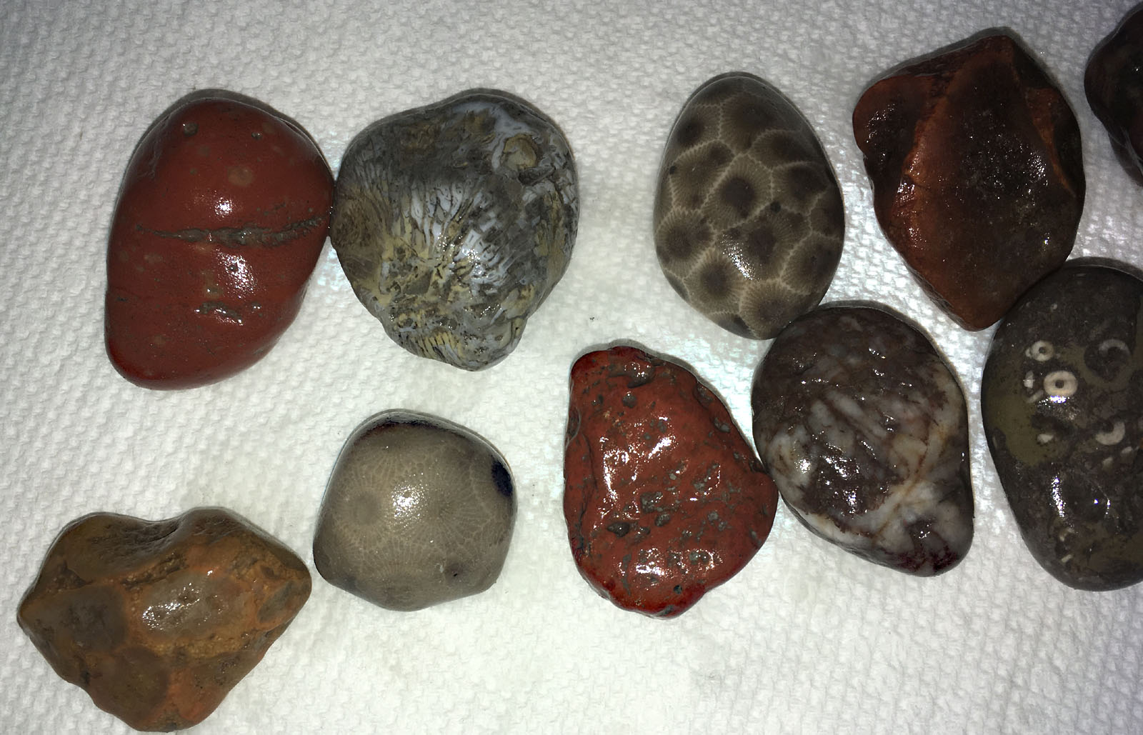 Fossil/Volcanic Experiment Rock Tumbling Hobby