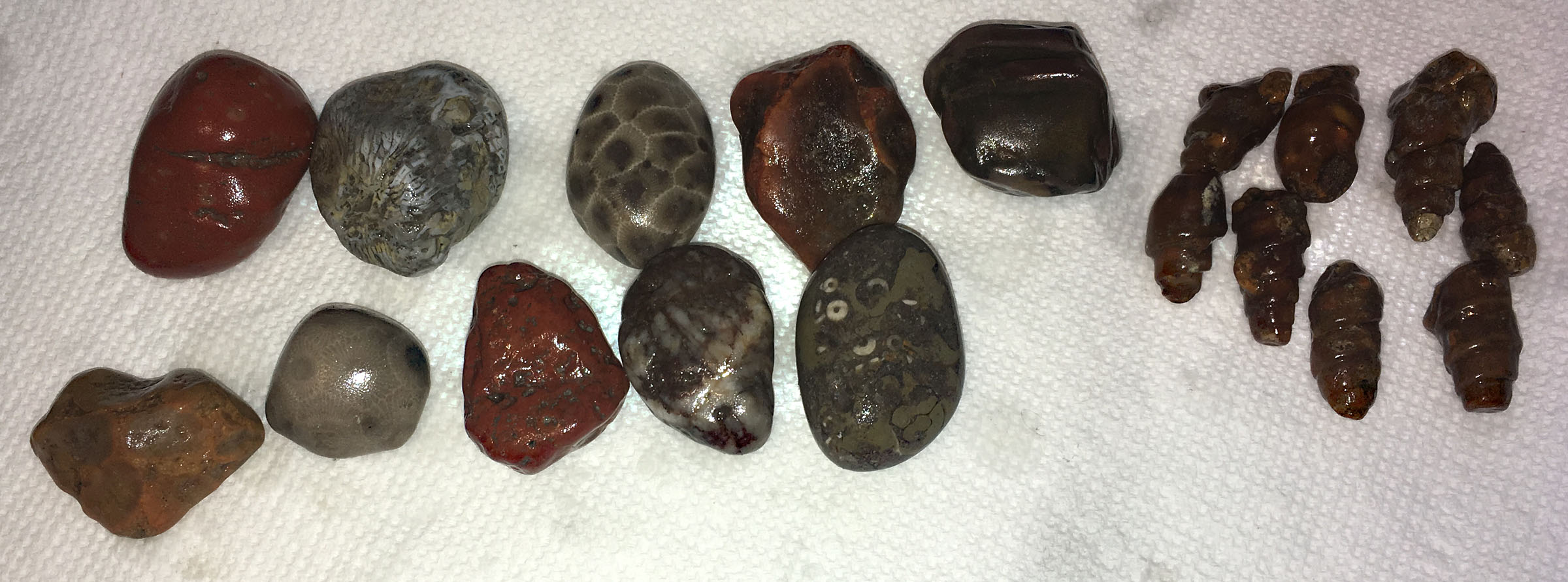 Fossil/Volcanic Experiment Rock Tumbling Hobby