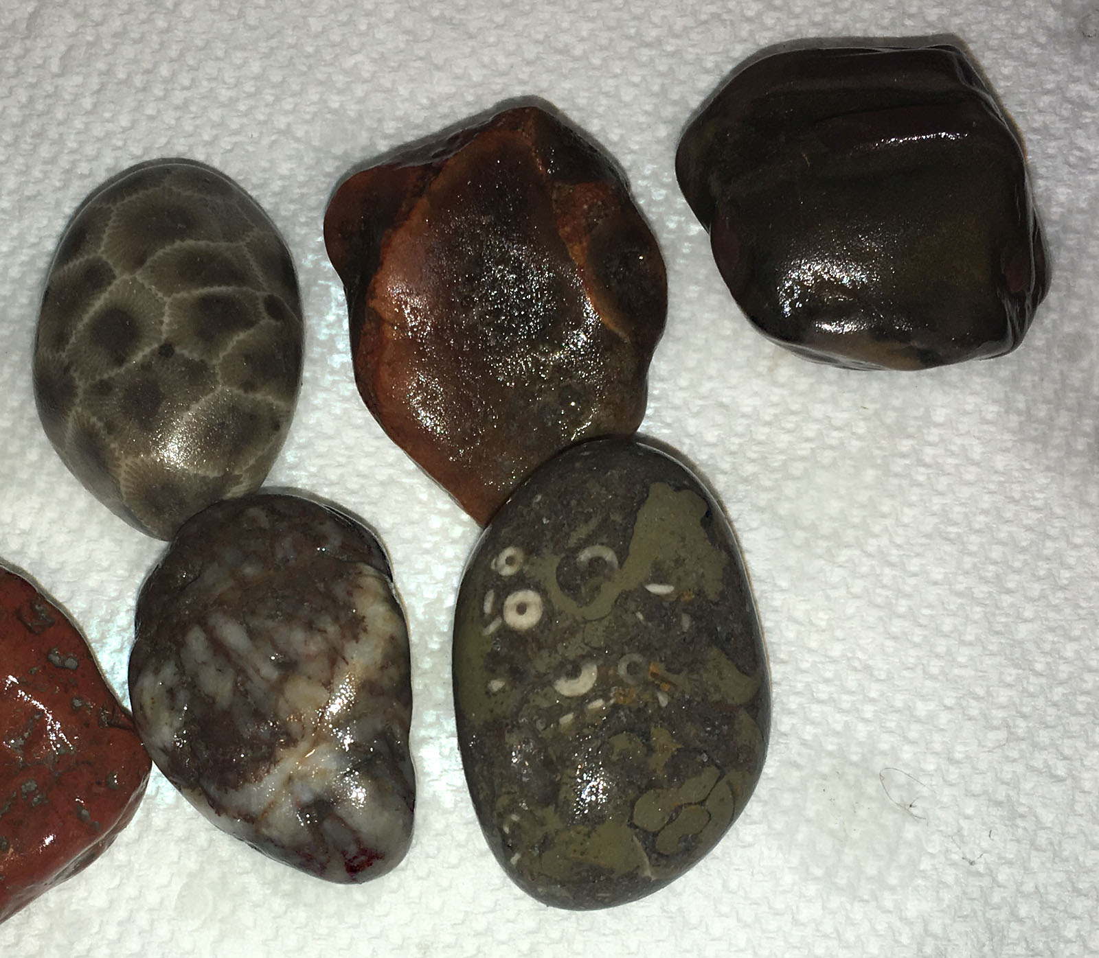 Fossil/Volcanic Experiment Rock Tumbling Hobby