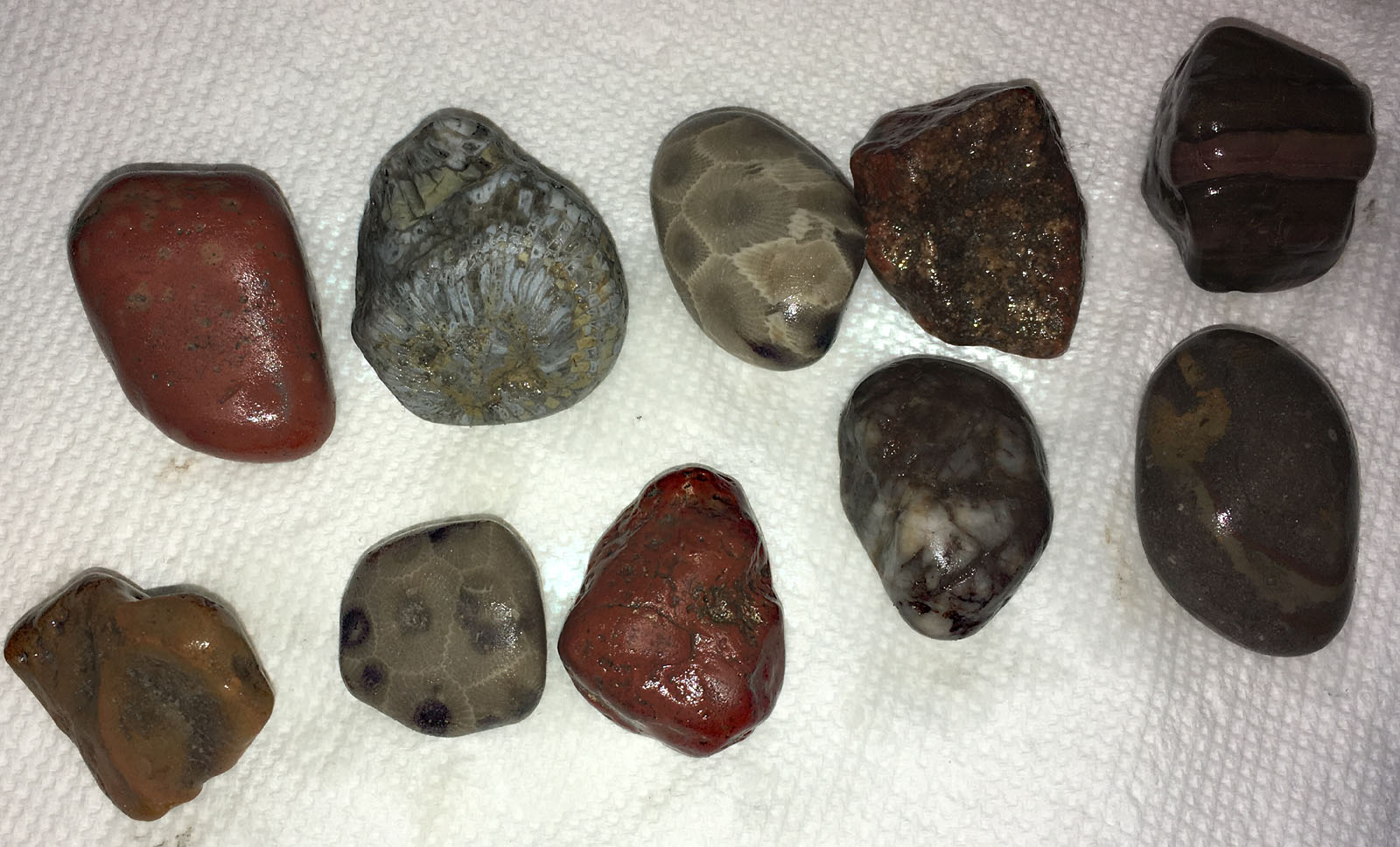 Fossil/Volcanic Experiment Rock Tumbling Hobby