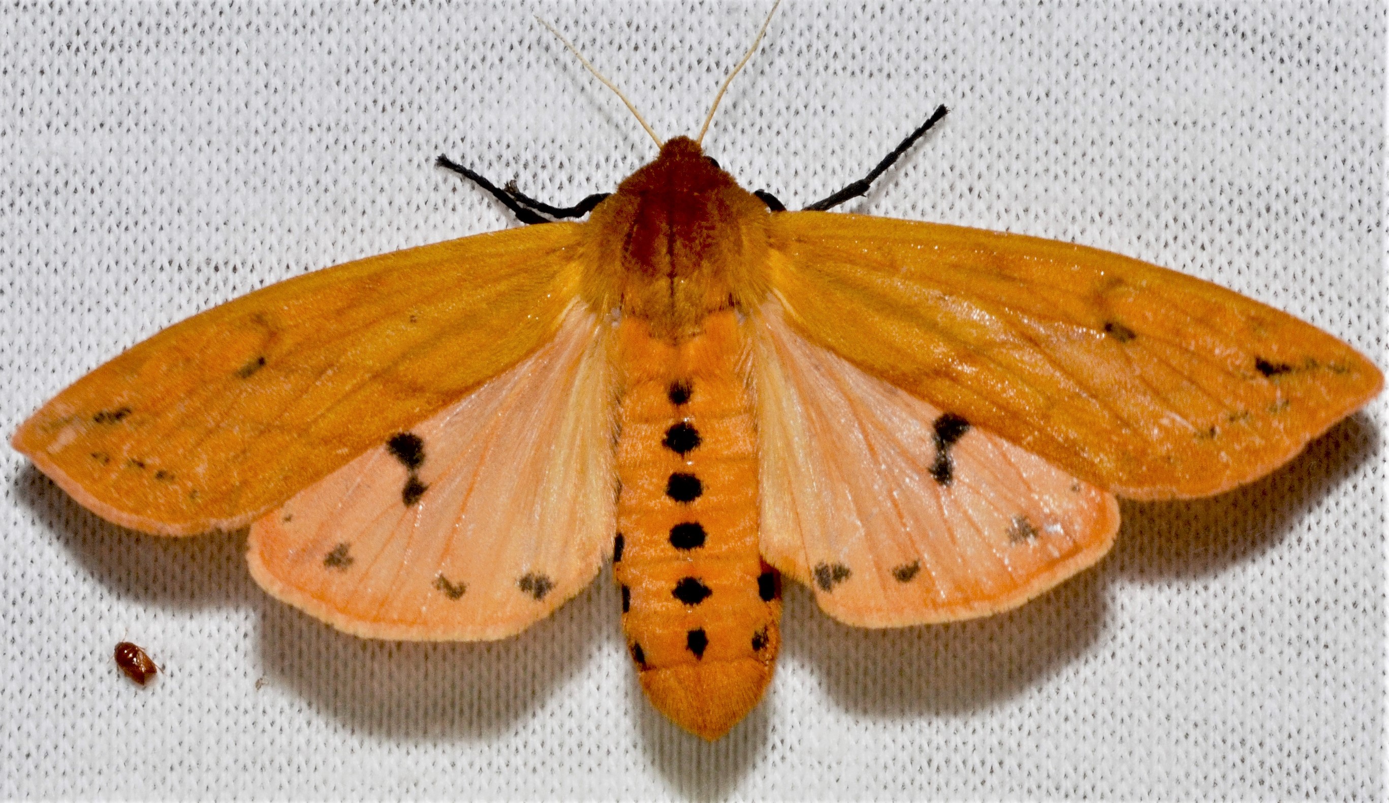 Unusual Woolly Bear Rock Tumbling Hobby