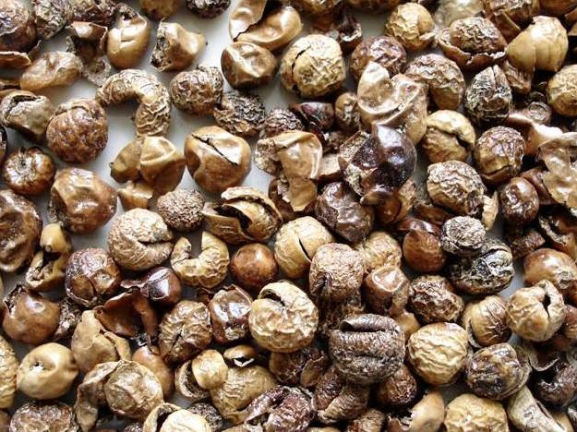 HEALTH BENEFITS OF DRY TURKEY BERRY ( Sundakkai ) HEALTH BENEFITS OF DRY TURKEY BERRY ( Sundakkai )