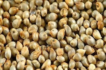 HEALTH BENEFITS OF PEARL MILLET ( Bajra ) HEALTH BENEFITS OF PEARL MILLET ( Bajra )