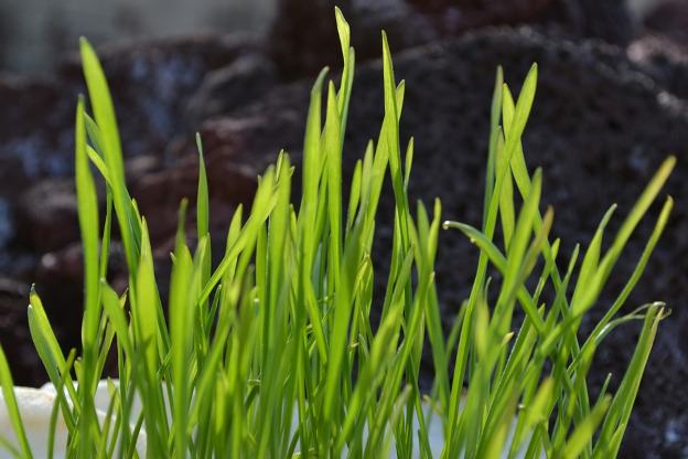 HEALTH BENEFITS OF WHEAT GRASS HEALTH BENEFITS OF WHEAT GRASS