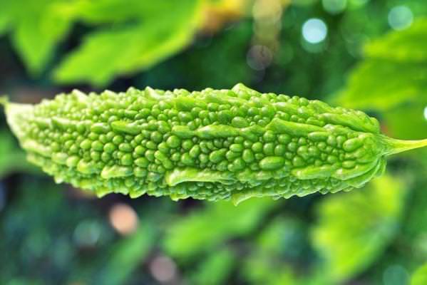 HEALTH BENEFITS OF BITTER GOURD HEALTH BENEFITS OF BITTER GOURD
