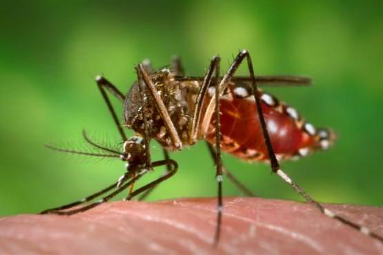 diet tips during dengue diet tips during dengue