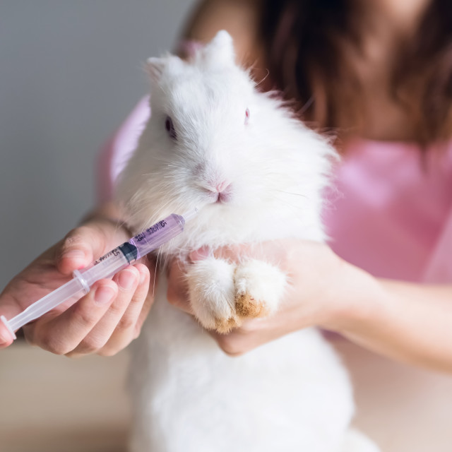 Топ Вибраторов Кроликов