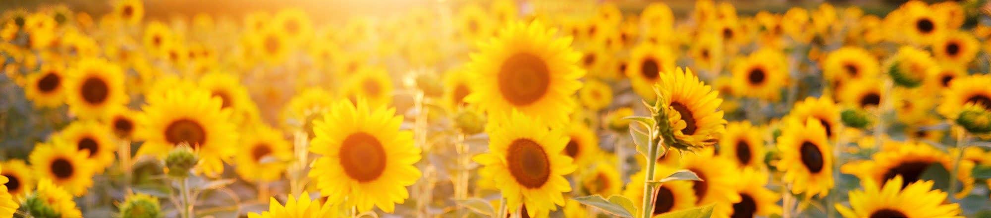 Sonnenblumen – und die Sonne scheint!