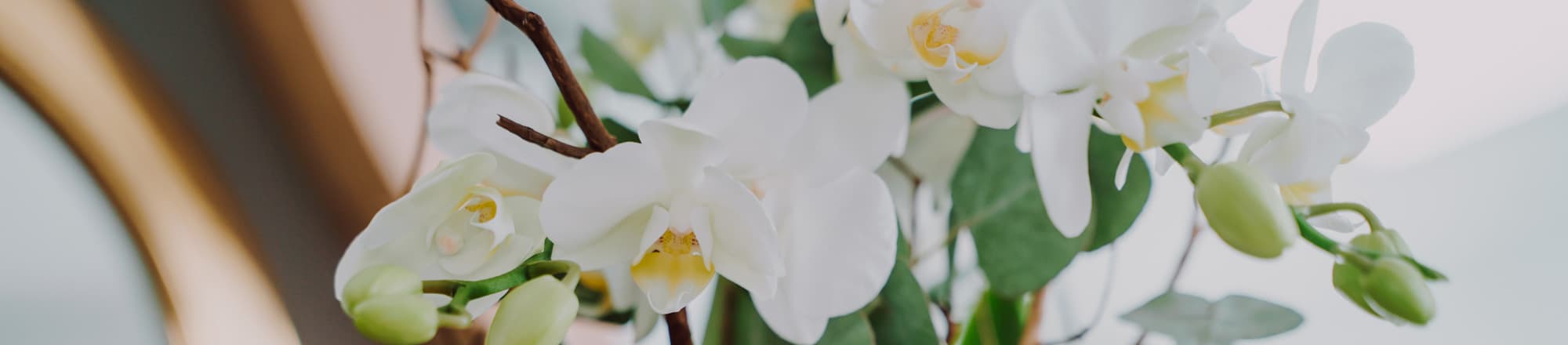 Pflegetipps für Orchideenpflanzen