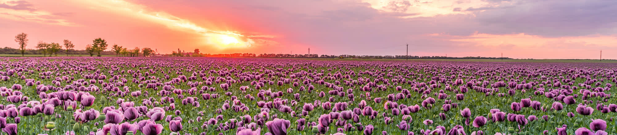 Fiori in primavera  