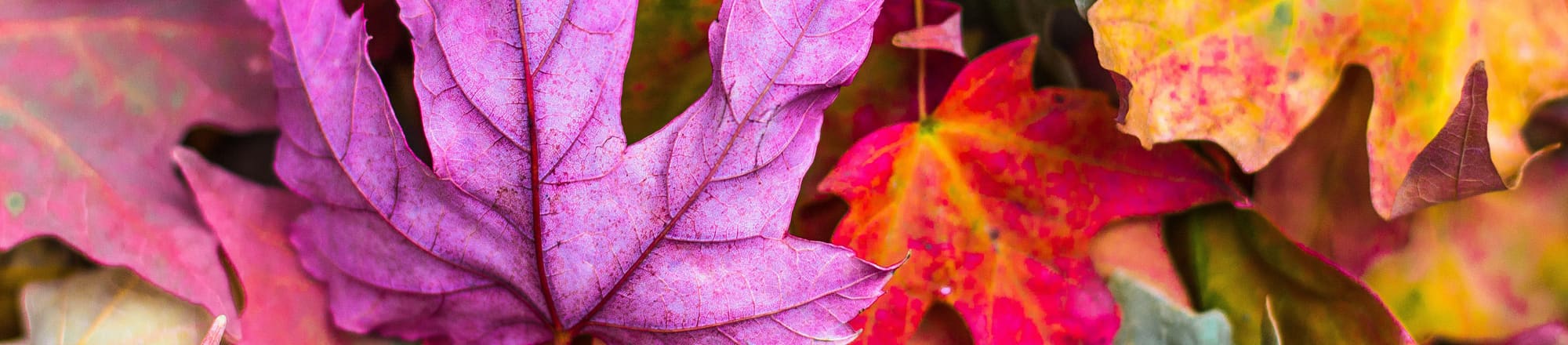 Quand est-ce qu'est l'Indian Summer au Canada?