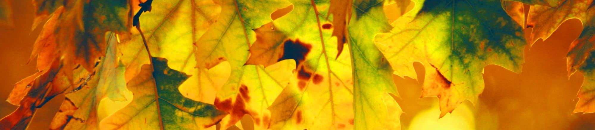 Pourquoi seules les feuilles tombent-elles, mais pas les aiguilles?