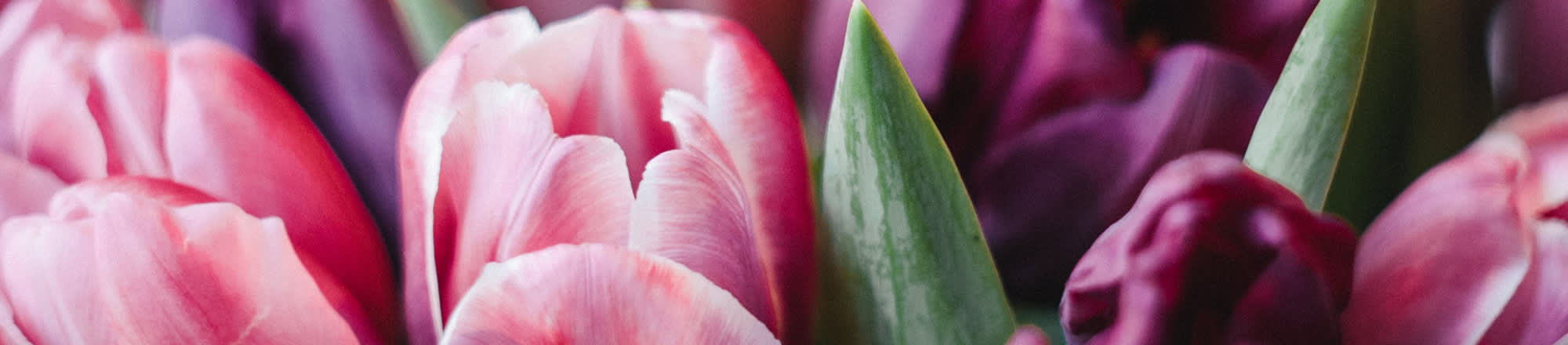 Œillets, mimosas ou fleurs printanières en violet et lilas pour la Journée de la femme?  