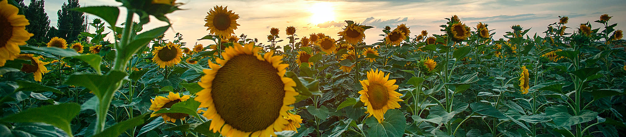 Nicht alle Sonnenblumen sind gelb und groß