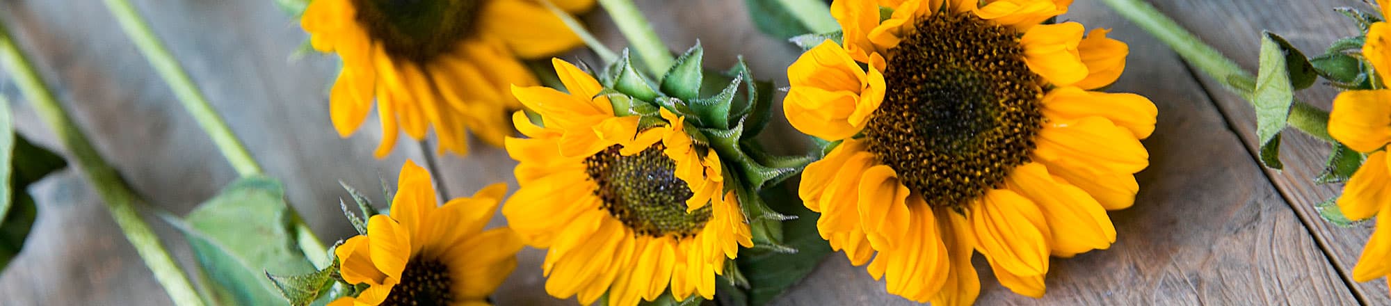 So halten Sonnenblumen in der Vase länger