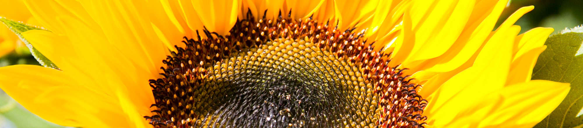 Sunflowers - divine and beautiful