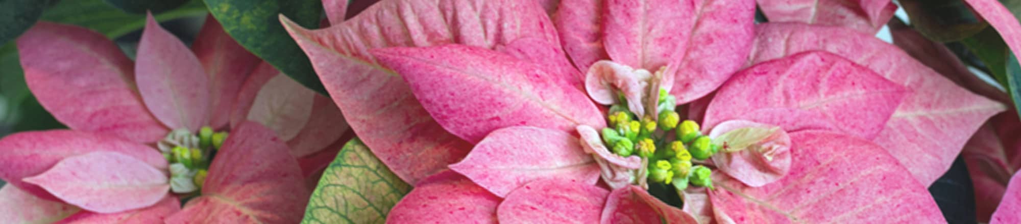 Poinsettias