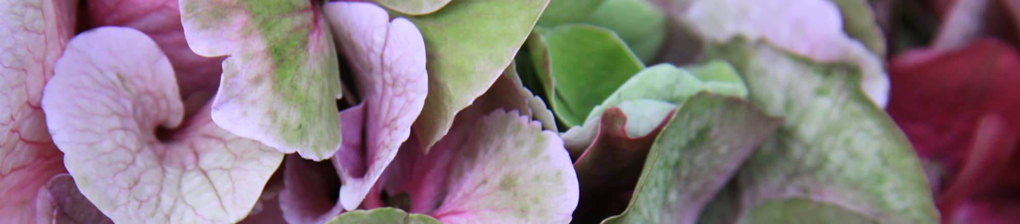 The hydrangea garland